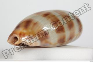 Seashell 0054